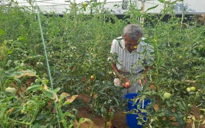 Inclusive EduJobs investment in Shushicë farm yields first results